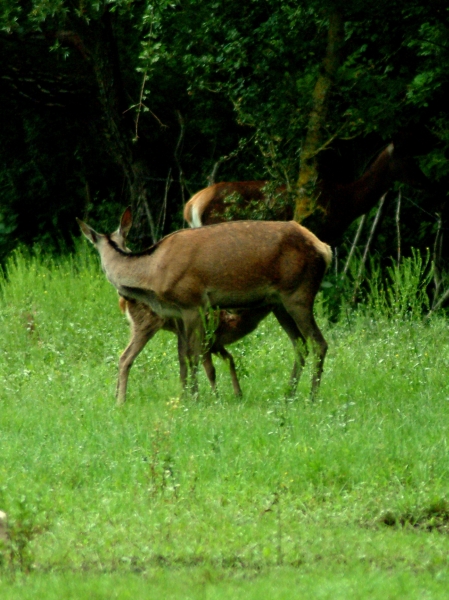 Tenerezze di mamma cervo